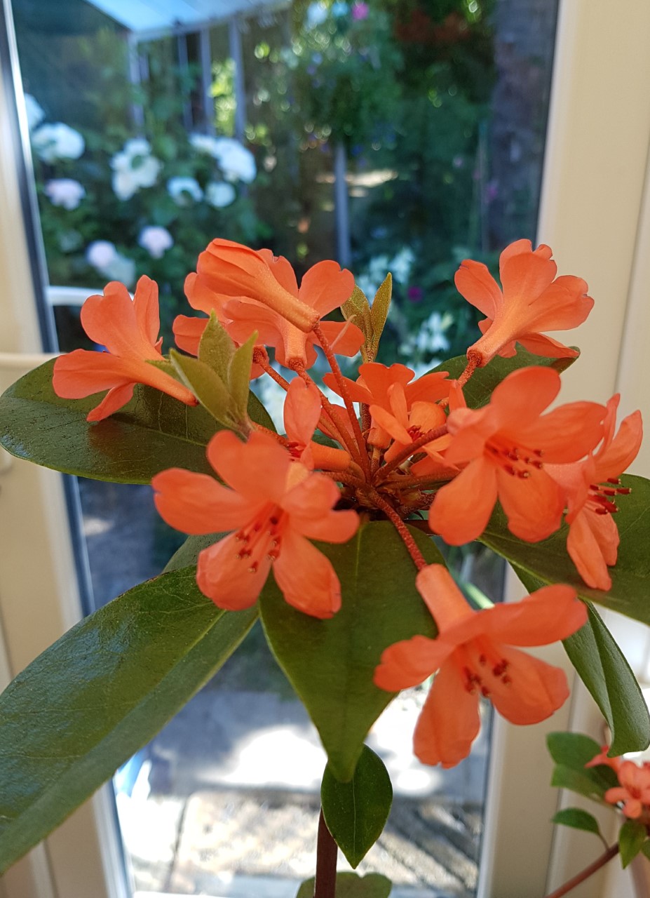 'Rob's Favourite' (Vireya)